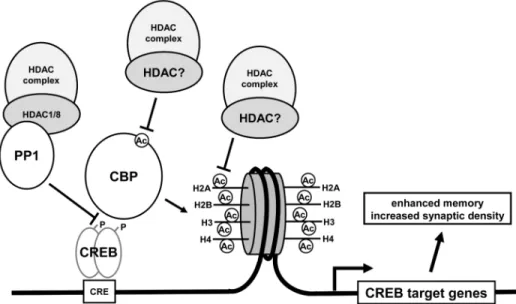 Figure 9. Potential models of regulation of CREB-dependent transcription, synaptic function, and memory by HDACs
