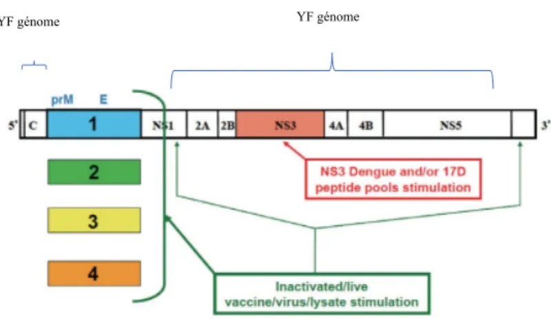 Figure 8 : Représentation schématique de la structure du design de Dengvaxia : Il s’agit ici du virus de la fièvre  jaune atténué YF 17D dans le lequel le génome codant pour les protéines de manteau prM et E a été remplacé par  celui codant pour les protéi