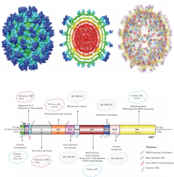 Figure  10  :  Structure  de  ZIKV  en  cryo-microscopie  électronique  (d’après  Sirohi  D  et  al.,  2017)  (A)  et  schématisation de la structure du génome des flavivirus (B)
