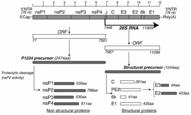 Figure 11 : Organisation du génome du CHIKV (D’après Solignat M et al., 2009). Il possède une coiffe en 5′ et  une queue poly(A) en 3’