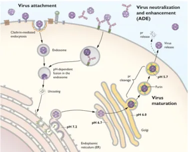 Figure 12 : Cycle de réplication de DENV (Halstead B et al., 2016) ; ce cycle est similaire pour la majorité des  Flavivirus