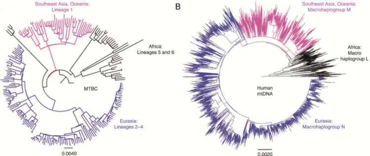 FIGURE 2 The genome-based phylogeny of MTBC mirrors that of human mitochon- mitochon-drial genomes