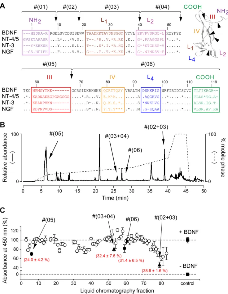 Figure 1. Purification and identification of binding determinants of BDNF. (A) Alignment of the amino-acid sequences of rat BDNF, NT-4/5, NT-3 and NGF (numbered based on BDNF sequence, dashes represent gaps, points represent identities and stars represent 