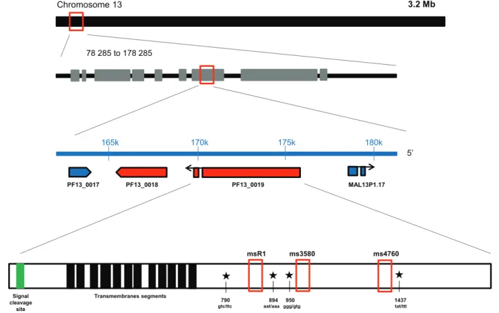 Fig. 1. Schematic representation of pfnhe-1 gene (PF13_0019) on chromosome 13 and positions of codons polymorphisms (790, 894, 950 and 1437) and microsatellite variations (msR1, ms3580 and ms4760).