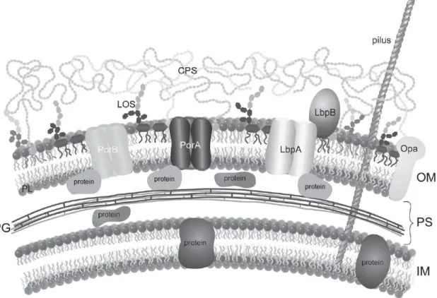 Figure 1 : Représentation en coupe de la surface cellulaire de Neisseria meningitidis  illustrant les principaux facteurs de virulence