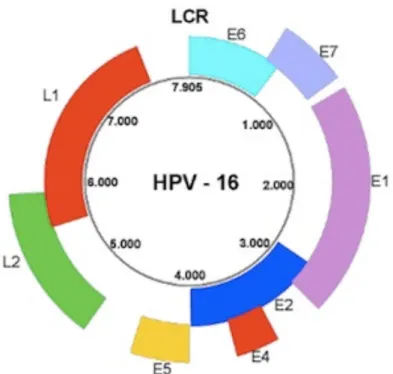 Figure 3 : schéma de l'organisation génomique d'HPV 16