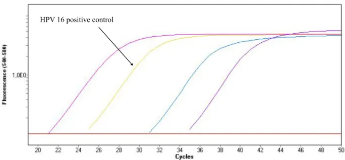 Figure 1 : Amplification curves for HPV contaminated sample. 