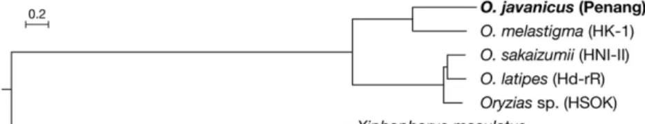 Figure 4 Genome-wide comparison of the Oryzias javanicus and Oryzias latipes genome assemblies