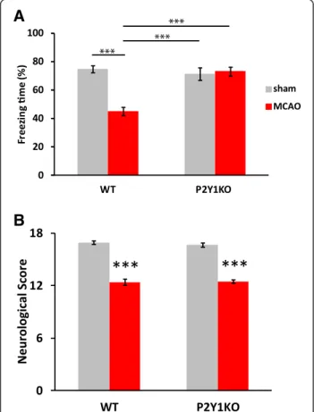 Figure 5 Cognitive function was retained in P2Y 1 KO mice after middle cerebral artery occlusion (MCAO)