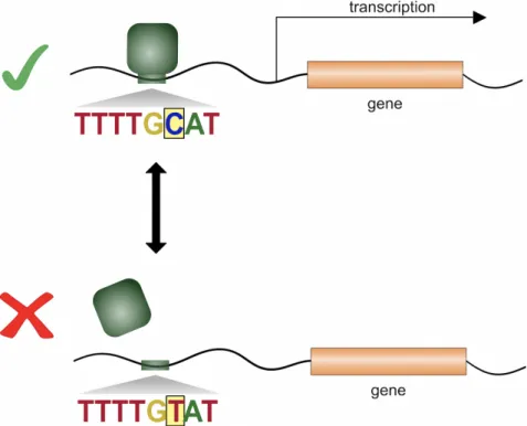 Figure 1.17. – Schéma simplifié de l’impact d’un variant régulateur sur la trans- trans-cription (en vert)