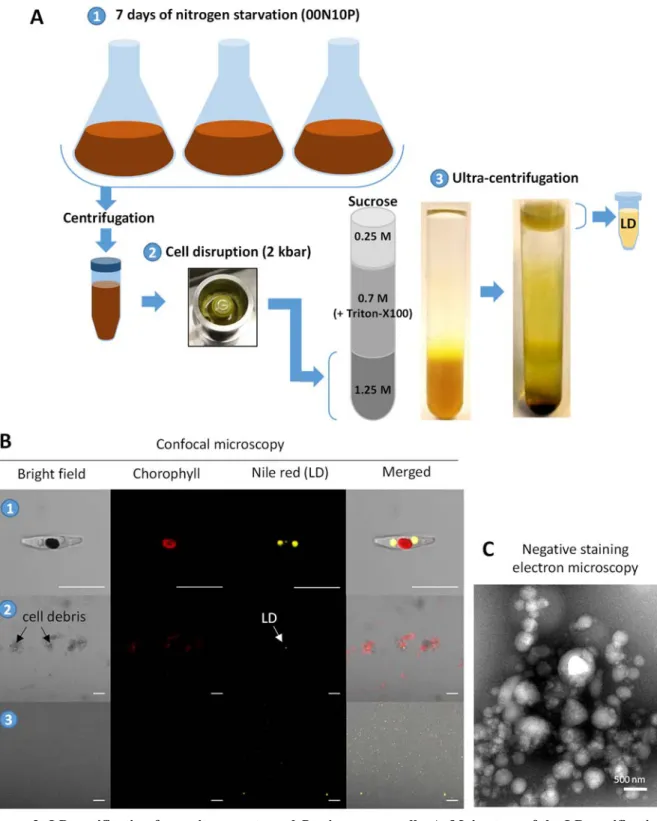 Figure 2: LD purification from nitrogen-starved P. tricornutum cells. A. Main steps of the LD purification  protocol