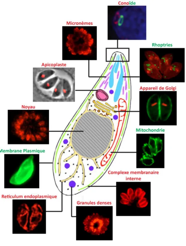 Figure  2 :  Structure  du  parasite  T.  gondii  au  stade  tachyzoïte.  Le  schéma  central  est  une  représentation  des  structures  subcellulaires  du  parasite  au  stade  invasif  « tachyzoïte »  avec  ses  différents  organites  (Nishi  et  al.,  