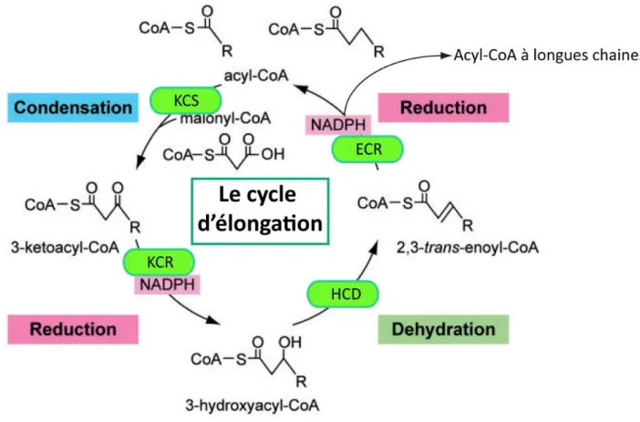 Figure  10 :  Le  cycle  d’élongation  (Elo).  Ce  cycle  est  constitué  de  quatre  étapes  :  La  condensation, deux  étapes  de réduction  et une  étape  de  déshydratation pour l’addition  de deux  carbones depuis  le  malonyl-CoA sur un acide  gras a