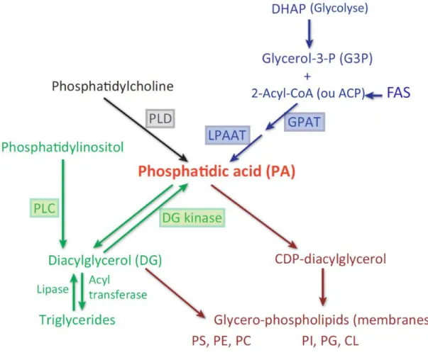 Figure  12  :  Néo-synthèse  et  voies  alternatives  de  synthèse  des  précurseurs  des  glycérolipides
