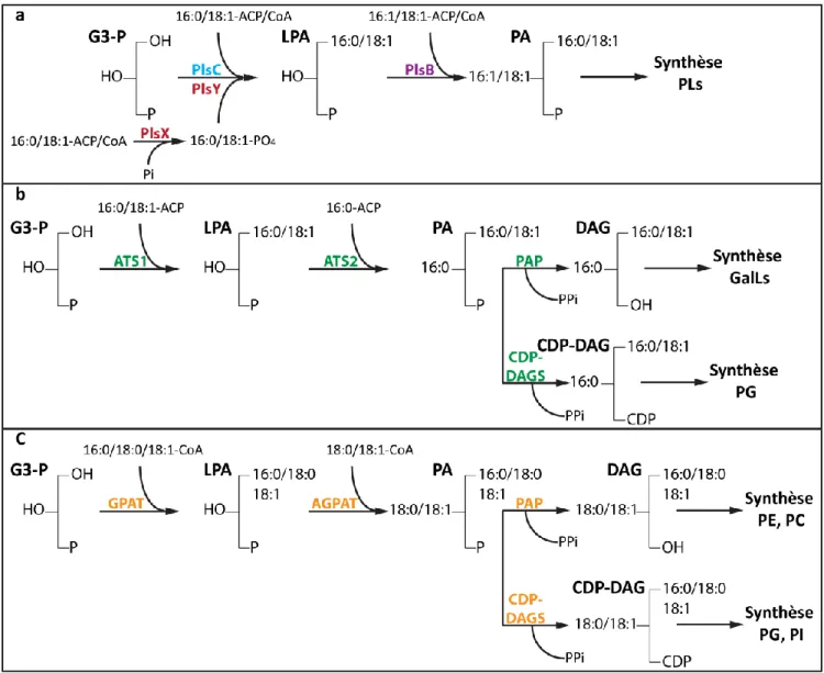 Figure 13 : Voies de synthèse des  précurseurs  lipidiques  PA, DAG et CDP-DAG. Voie  de  synthèse  procaryote  décrite  chez  les  bactéries  (a)  et  dans  le  chloroplaste  (b)