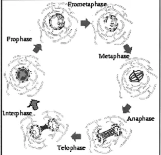 Fig. 8.  Microtubule dependent forces acting on the nuclear  envelope (reproduced from [2])