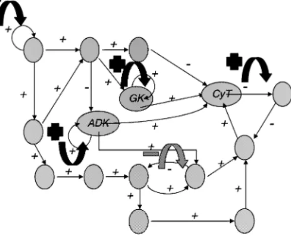 Fig. 11.  Gastrulation operon graph showing the positive and  negative interactions between the genes involved at this step of  the embryogenesis; the loops (four positive and one negative) are  indicated by thick arrows (from [2] and [44])