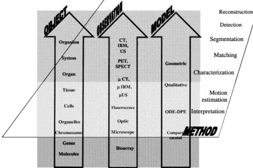 Fig. 1.  Objects–observations–models. These basic dimensions, explored at different scale levels by  means of appropriate imaging modalities and models, can be submitted and coupled to generic  components of information processing in order to gain in-depth