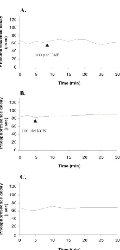 Figure 4. Effect of 100µM DNP (A.) and 100µM KCN (B.) on the phosphorescence decay of 100µM  PdTCPPNa 4 -loaded HUVEC suspension