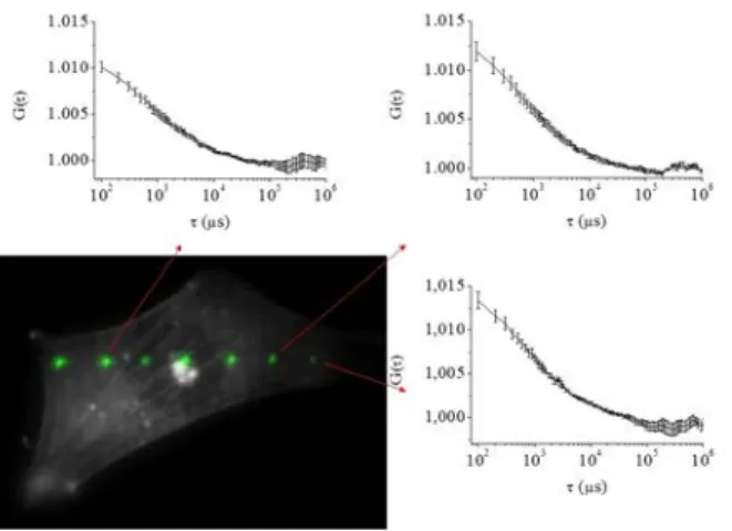 Figure 5. An example of an actin-eGFP cell (wide field fluorescence image obtained by flattening the SLM), where the series of  7 laser spots have been superimposed (using the ImageJ software)