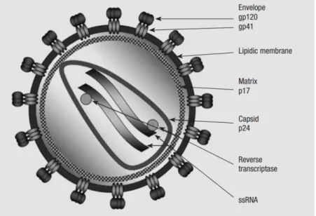 Figure 2:  Représentation de l’organisation structurelle de la particule virale du VIH-1 