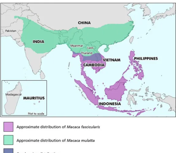 Figure 7:  Distribution géographique des macaques cynomolgus (Macaca fascicularis) et  rhesus (Macaca mulatta) (Street SL et al