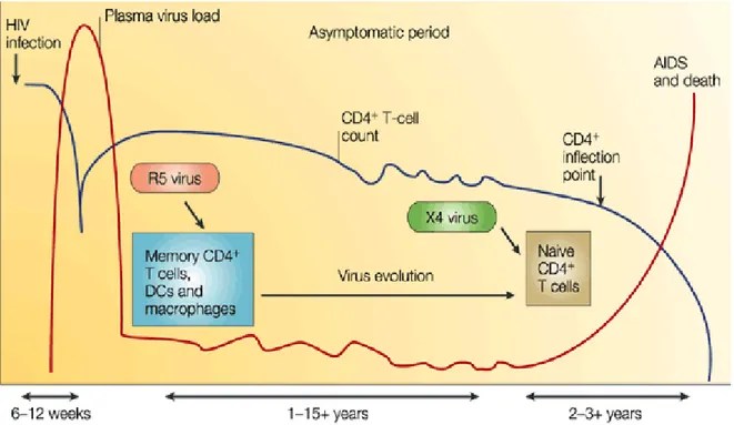 Figure 2.  Evolution des taux de CD4 et charge virale au cours de l’infection (d’après Rowland-Jones et  col.)