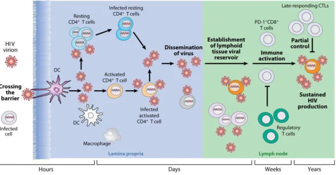 Figure 3.  Différentes phases d'infection après exposition au VIH (d’après Moir  et col.)