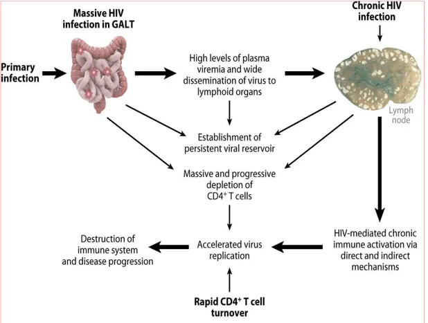 Figure 5. Schéma simplifié de la ph ysiopathologie de l’infection par le VIH (d’après Moi r et col.)