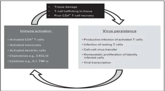 Figure  9.  Mécanismes  potentiels  conduisant  aux  interactions  entre  l'activation  immunitaire  et  la  persistance du virus chez les patients sous TARV