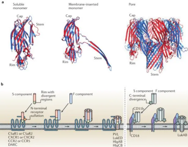 Figure 2: Crystal structure and pore formation of leukotoxins 