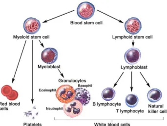 Figure 3: Hematopoietic differentiation tree 