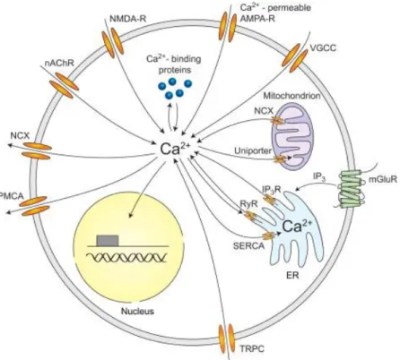 Figure 9: The sources of neuronal calcium mobilization 