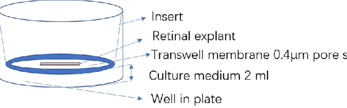 Figure 10: Simple illustration of explant system 