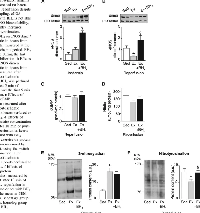 Fig. 6 S-nitrosylation remains higher in exercised rat hearts during early reperfusion despite eNOS uncoupling