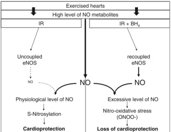 Fig. 8 Proposed mechanism for the role of eNOS uncoupling in exercise-induced cardioprotection