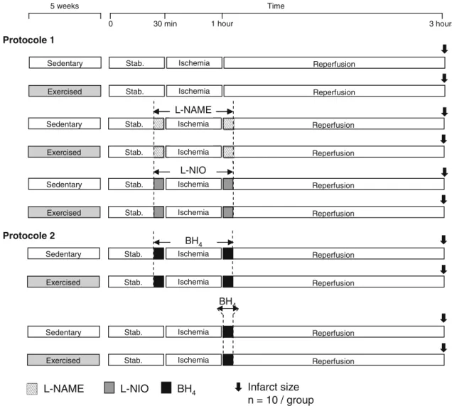 Fig. 1 Schematic illustration of the experimental protocol. L -NAME, N-nitro- L -arginine methyl ester; L -NIO, N5-(1-iminoethyl)- L  -orni-thine; BH 4 , tetrahydrobiopterin