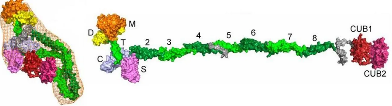 Figure 4 : Représentation  d’ADAMTS13 selon  un  modèle moléculaire montrant  la protéine  sous une forme repliée