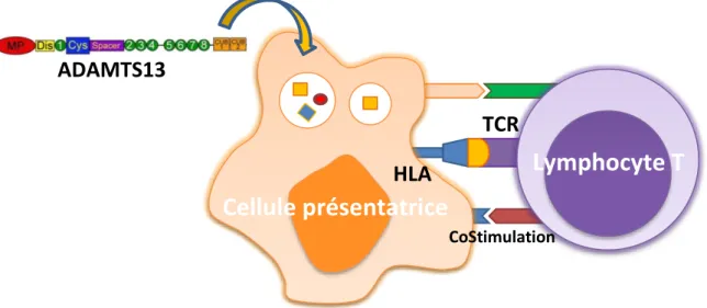 Figure 8 : Reconnaissance de l’antigène par le TcR. 
