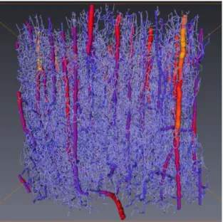 Figure 1 – Reconstruction 3D d’une partie du cortex c´ er´ ebral d’un primate. Le code couleur indique le diam` etre des vaisseaux, allant du rouge pour les plus larges vaisseaux (sup´ erieur ` a 80 µ m) au bleu pour les plus petits (environ 5 µ m).