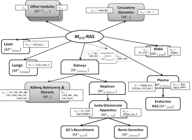 Figure 9. Integration of the updated, realistic endocrine RAS (composed of different sub-models) into the  original M G72 , to produce M G72-RAS 
