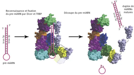 Fig. I.5 – Maturation cytoplasmique du miARN par Dicer et TRBP. Image adaptée de [179]