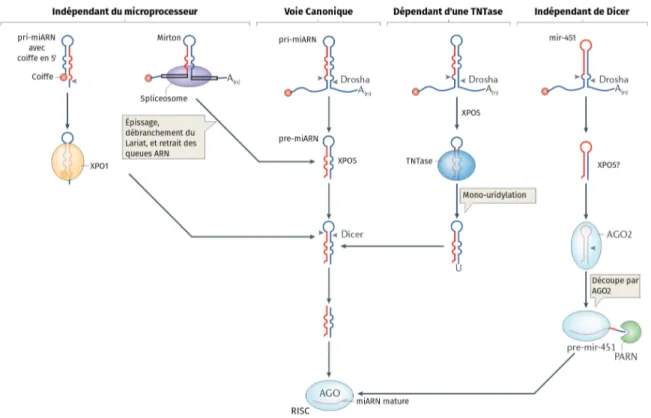 Fig. I.9 – Voie de maturation canonique et voies non canoniques. Image adaptée de [96]