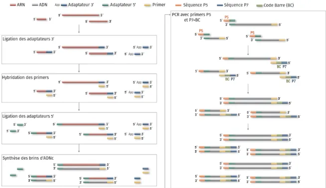 Fig. II.2 – Ligation des adaptateurs avec le protocole de NEBnext.