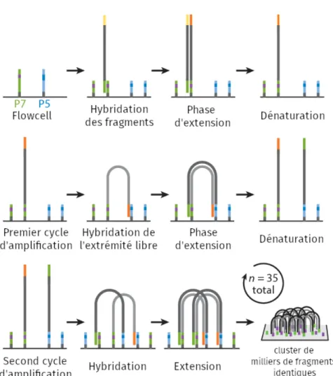 Fig. II.4 – Phase d’amplication permettant d’obtenir des clusters de fragments identiques.