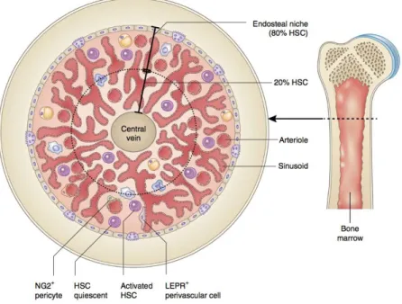Figure 11 : Organisation spatiale des cellules dans la moelle osseuse. 