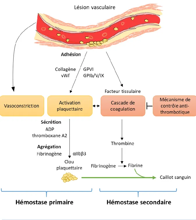 Figure 1 : Hémostases primaire et secondaire 