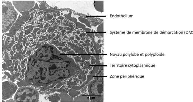 Figure 3 : Mégacaryocyte in situ en microscopie électronique  Image : Anita ECKLY (UMR_S1255, EFS-Grand Est)  