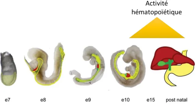 Figure 9 : Développement embryonnaire du foie chez la souris 