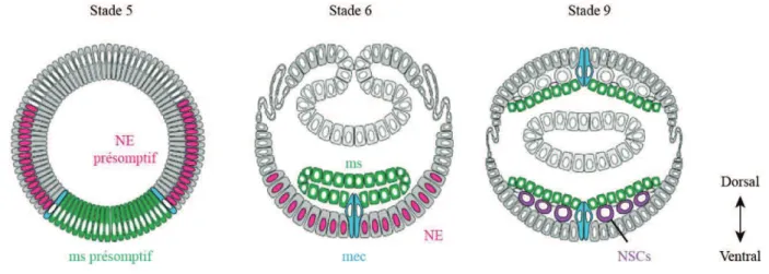 Figure 2 : La gastrulation 